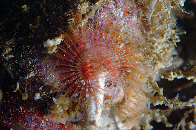 Serpula vermicularialis
